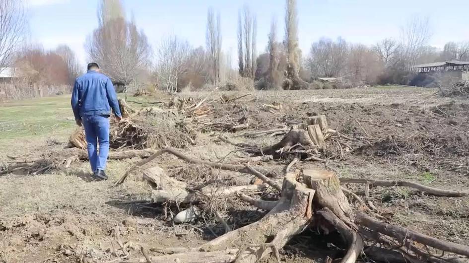 Toshkent viloyatida 100 dan ortiq daraxt noqonuniy kesilib, tabiatga qariyb 1,5 mlrd so‘m zarar yetkazildi